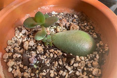 How to Propagate Jade Plants | Gardener’s Path