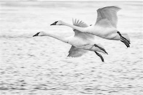 Swans in Flight | Some of my favorite birds to photograph. C… | Flickr