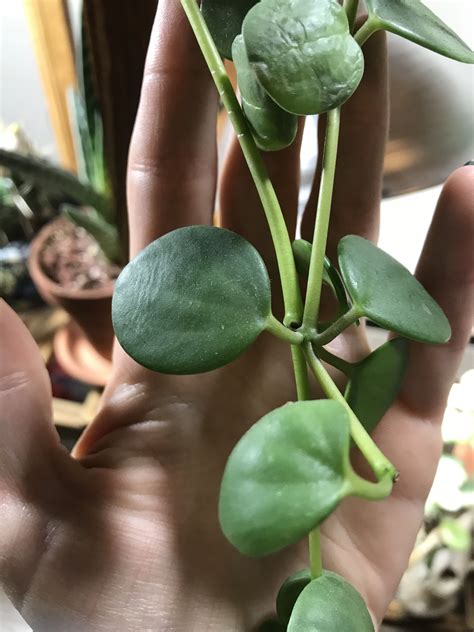 House plant identification please : whatsthisplant