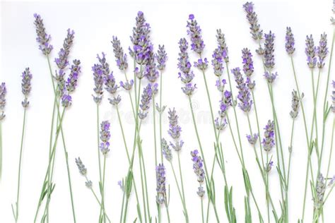 Lavender Flowers Isolated on White Background Stock Photo - Image of flora, flowers: 172193200