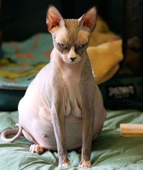 15 chats très (très) moches ! | Cute cats, Baby animals, Cute hairless cat