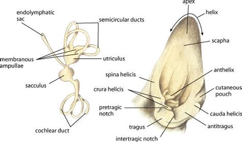 EE_dog_ear_internal_external.gif (500×294) | Vet medicine, Dog ear, Cat ...