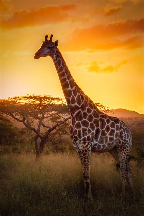 Giraffe at sunset in KwaZuluNatal South Africa | Giraffen bilder, Majestätische tiere ...