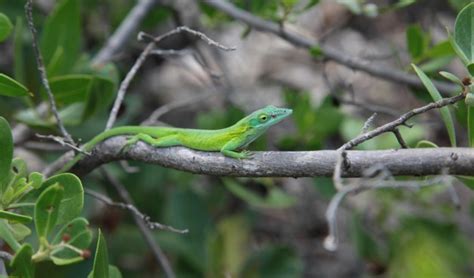 The Behind-the-Scenes Story of the Recent Nature Paper on Lizard ...