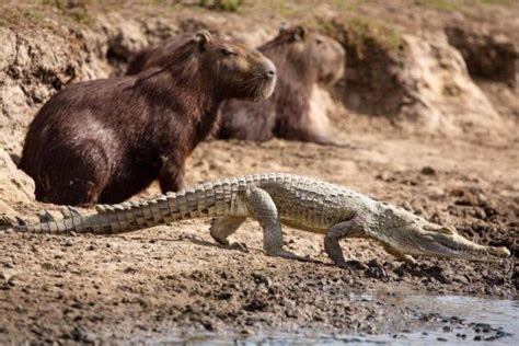 The Unusual Relationship Between Crocodiles and Capybaras - Baby Capybara