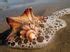 Pin by Gina L. Camarda on ~ Just DIY Already ~ | Seashell crafts ...