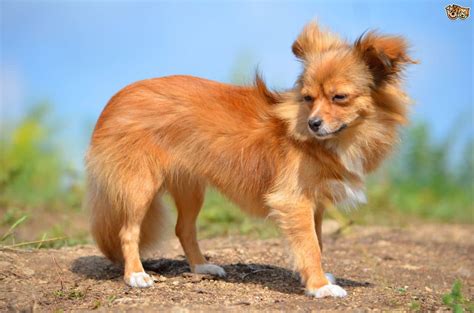 Top 48 image long hair chihuahua for sale - Thptnganamst.edu.vn