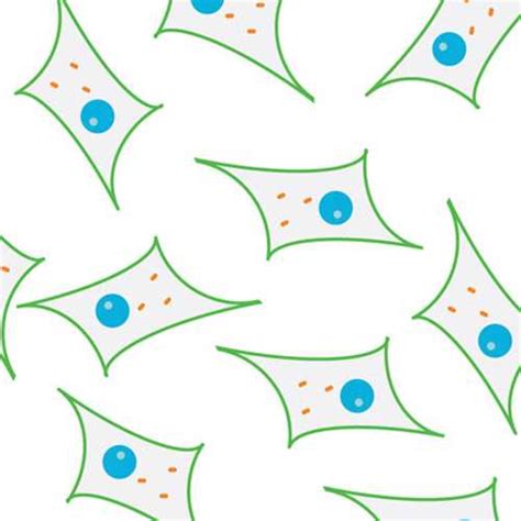 L6 Rat Myoblast Cell Line - Kerafast