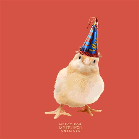 Chicken Birthday GIFs - Get the best GIF on GIPHY