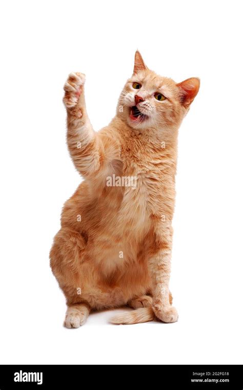 Angry ginger cat Cut Out Stock Images & Pictures - Alamy