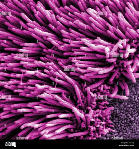 Cilia electron micrograph hi-res stock photography and images - Alamy