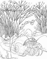 Get This Ocean Coloring Pages for Adults 8b461 sketch template