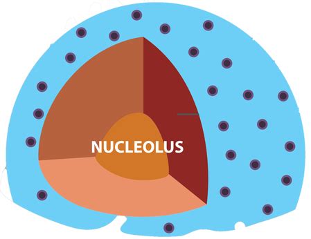 Animal Cells Nucleoli : Nucleolus - Structure, Functions and its Comparison with ... : Animal ...