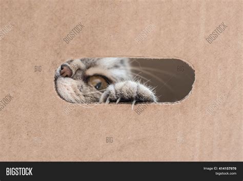 Playful Cat Plays Image & Photo (Free Trial) | Bigstock