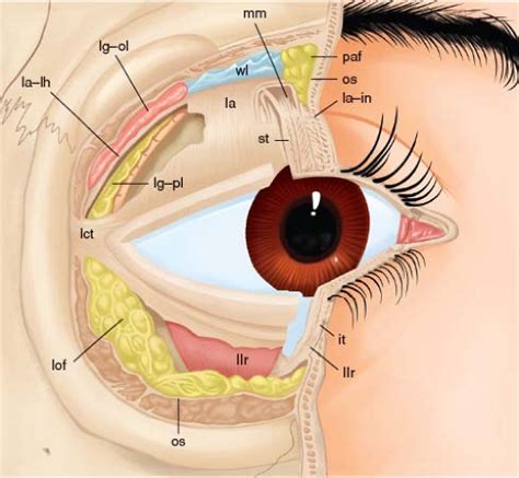 Eyelid Muscles