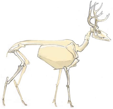 How to Draw a Deer: anatomy • John Muir Laws