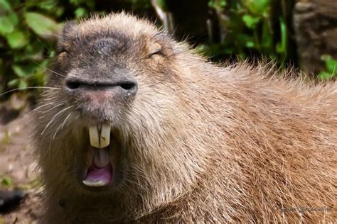 FUNNY FACE CAPYBARA | Capibara