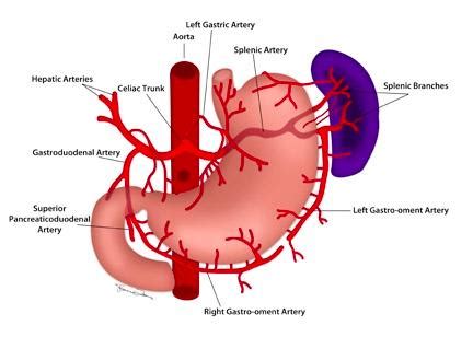 Resumos em Cirurgia Geral: Gastric