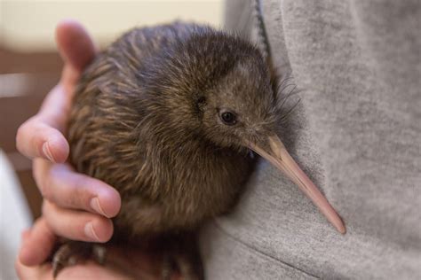 Cute Kiwi Animal