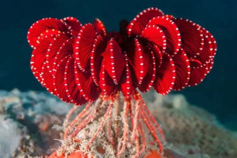 Antarctic Strawberry Feather Star: A Newly Discovered Marine Marvel - Big14News