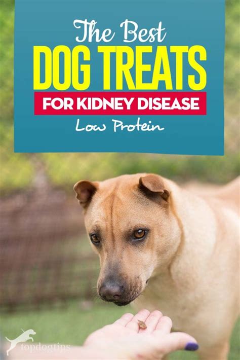 The Best Dog Treats for Kidney Disease (Low Protein Dog Treats)