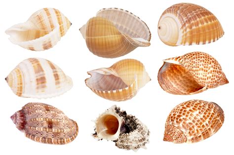 Seashell Clip Art Transparent File | PNG Play