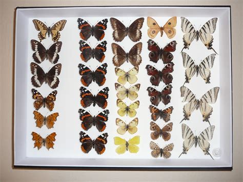 File:Butterfly collection.jpg - Wikimedia Commons