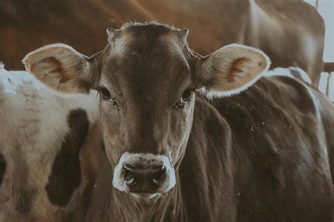 Brown Swiss Heifer Calf Photograph by Riley Bradford