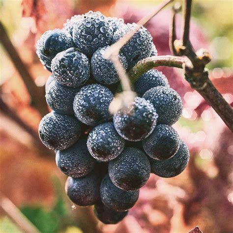 Burgundy’s grapes: Pinot Noir — Berry Bros. & Rudd Wine Blog