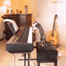 Cat Playing Piano Funny GIF - Cat Playing Piano Funny Meme - Discover & Share GIFs