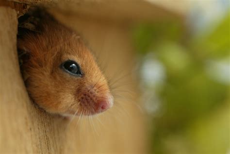 Hazel Dormouse Conservation | Wildlife Science