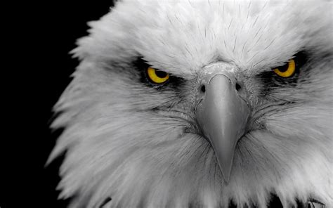 Angry Eagles Wallpapers HD / Desktop and Mobile Backgrounds