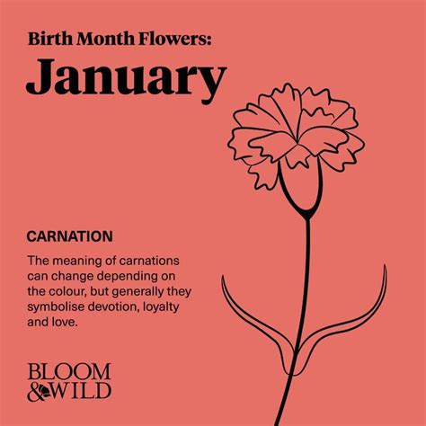 January Flower, January Birth Flowers, Birth Month Flowers, January ...