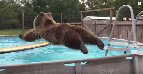 Bruiser Bear Enjoying a Refreshing Dive in His Swimming Pool