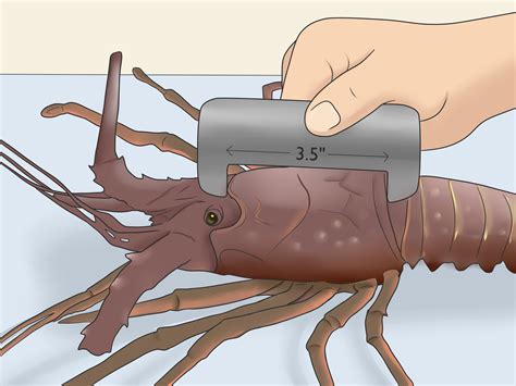 How to Catch Lobsters (with Pictures) - wikiHow