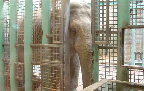 Help Free Lucy, the Solitary Elephant Suffering at the Edmonton Valley Zoo | Baby elephant name ...