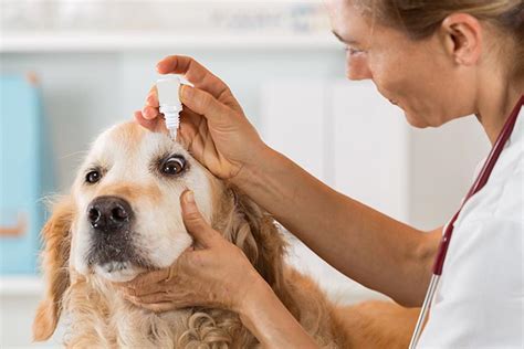 What are Dog Eye Drops? | Proper Usage of Dog Eye Drops