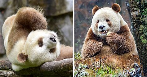 The World’s Only Brown Panda Who Was Abandoned As A Baby, Finally Finds Happiness | Bored Panda