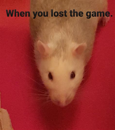 You lost the game. : r/meme