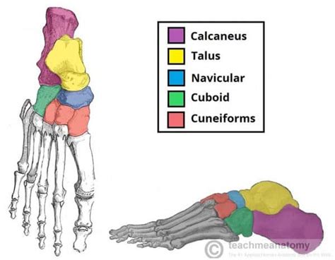 Bones of the Foot - Tarsals - Metatarsals - Phalanges - TeachMeAnatomy