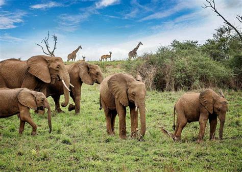 13 Fun Facts About African Bush Elephants: Habitat, Scientific Name, Range, Lifespan ...