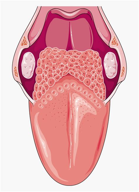 Tongue Anatomy Vector Png Vector Psd And Clipart With Transparent My ...
