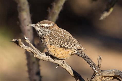 Arizona State Bird | Cactus Wren