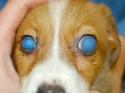 What Dog Breeds Get Glaucoma