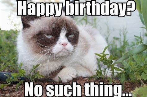 Angry Cat Birthday Meme 100 Best Happy Birthday Cat Memes Images ...