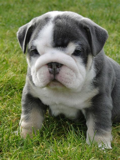 Miniature English Bulldog Info, Temperament, Puppies, Pictures