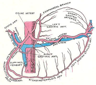 celiac trunk - Google Search | Celiac artery, Arteries anatomy, Arteries