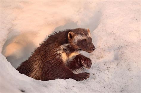 Wolverines battle to survive as climate change poses a new threat | Wolverine animal, Wolverines ...