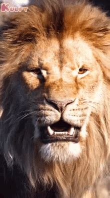 Lion Gif - IceGif