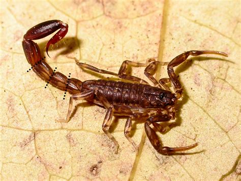 When attacked, some scorpions discard their stinger—and their anus ...